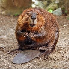 beaver hibernate