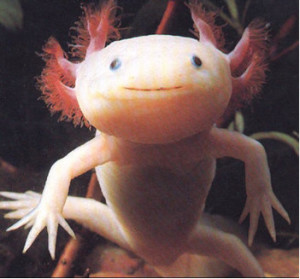 axolotl as pets