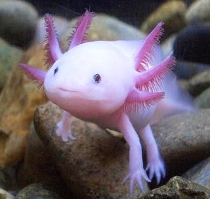 axolotl picture