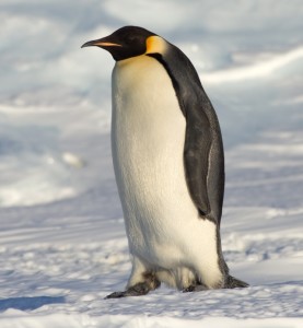 emperor penguin