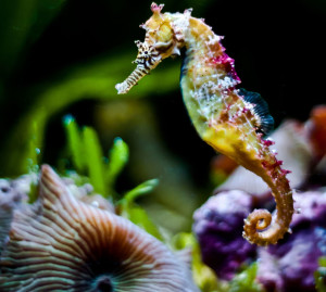 seahorse
